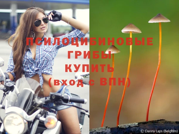 стафф Алзамай